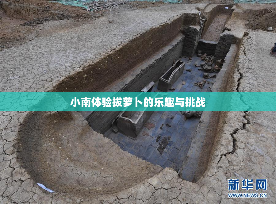 小南体验拔萝卜的乐趣与挑战