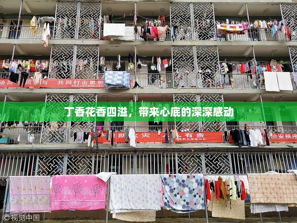 丁香花香四溢，带来心底的深深感动