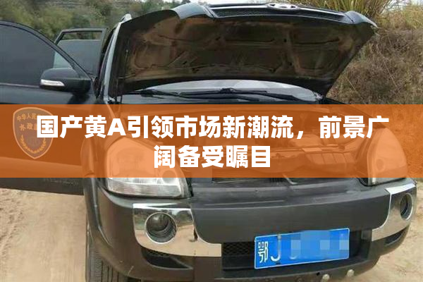 国产黄A引领市场新潮流，前景广阔备受瞩目