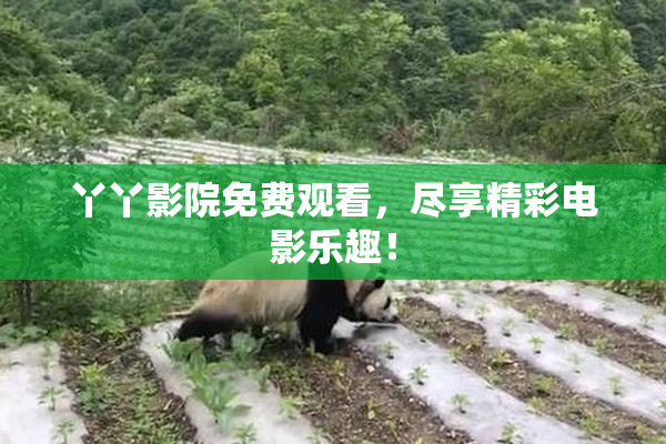 丫丫影院免费观看，尽享精彩电影乐趣！