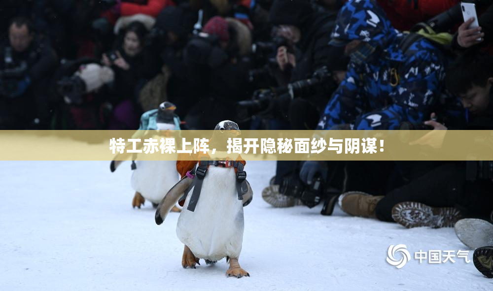 特工赤裸上阵，揭开隐秘面纱与阴谋！