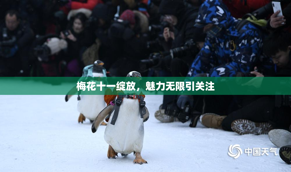 梅花十一绽放，魅力无限引关注