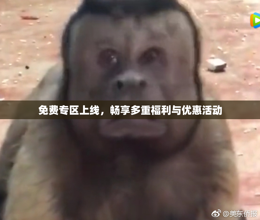 免费专区上线，畅享多重福利与优惠活动