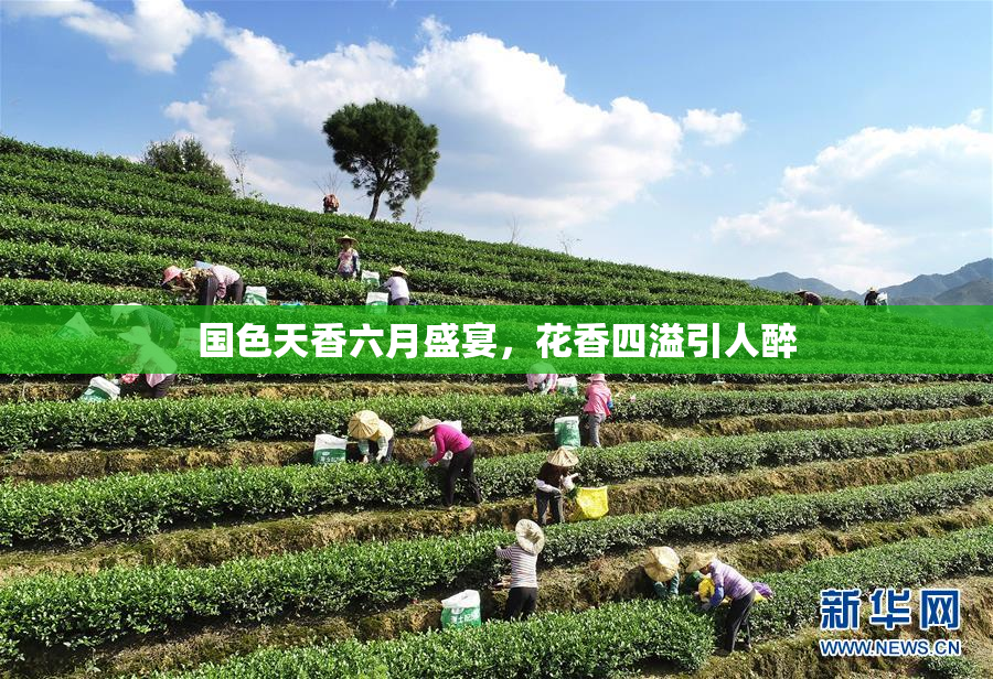 国色天香六月盛宴，花香四溢引人醉