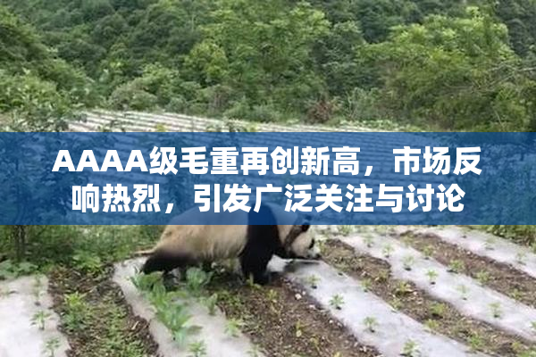 AAAA级毛重再创新高，市场反响热烈，引发广泛关注与讨论