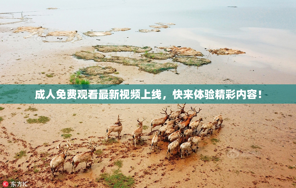 成人免费观看最新视频上线，快来体验精彩内容！