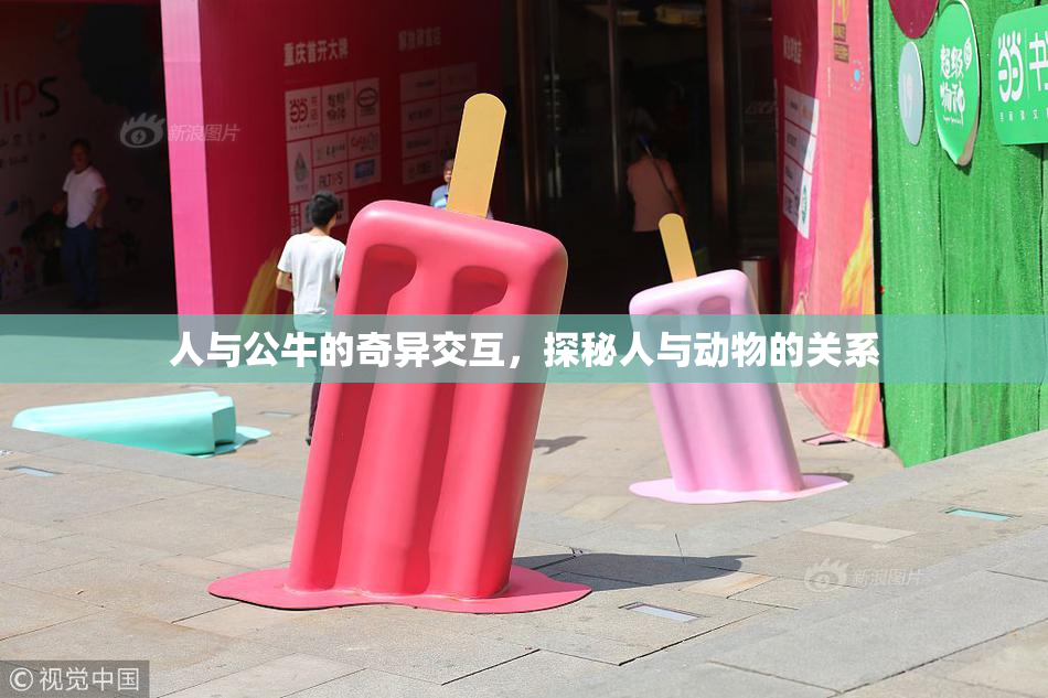 人与公牛的奇异交互，探秘人与动物的关系