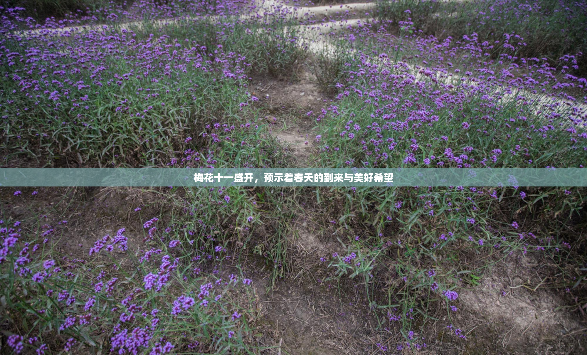 梅花十一盛开，预示着春天的到来与美好希望