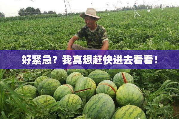 好紧急？我真想赶快进去看看！