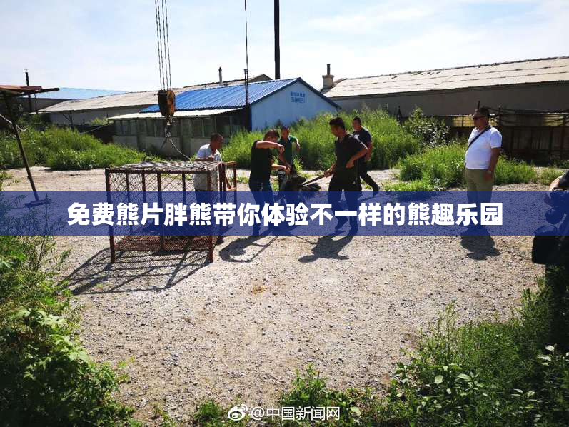 免费熊片胖熊带你体验不一样的熊趣乐园