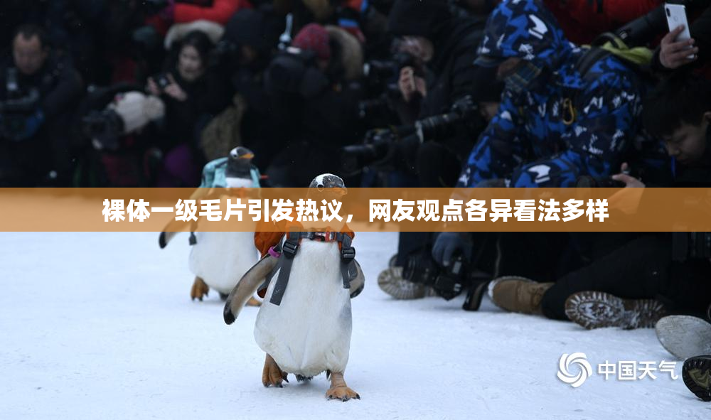 裸体一级毛片引发热议，网友观点各异看法多样