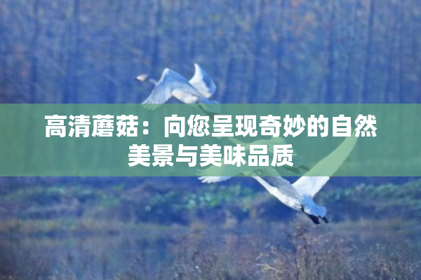 高清蘑菇：向您呈现奇妙的自然美景与美味品质