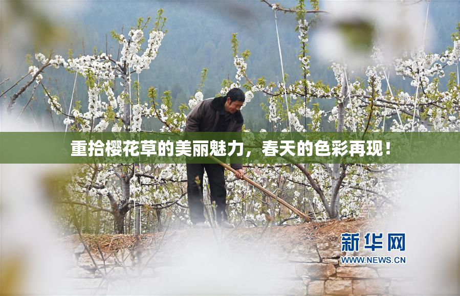 重拾樱花草的美丽魅力，春天的色彩再现！