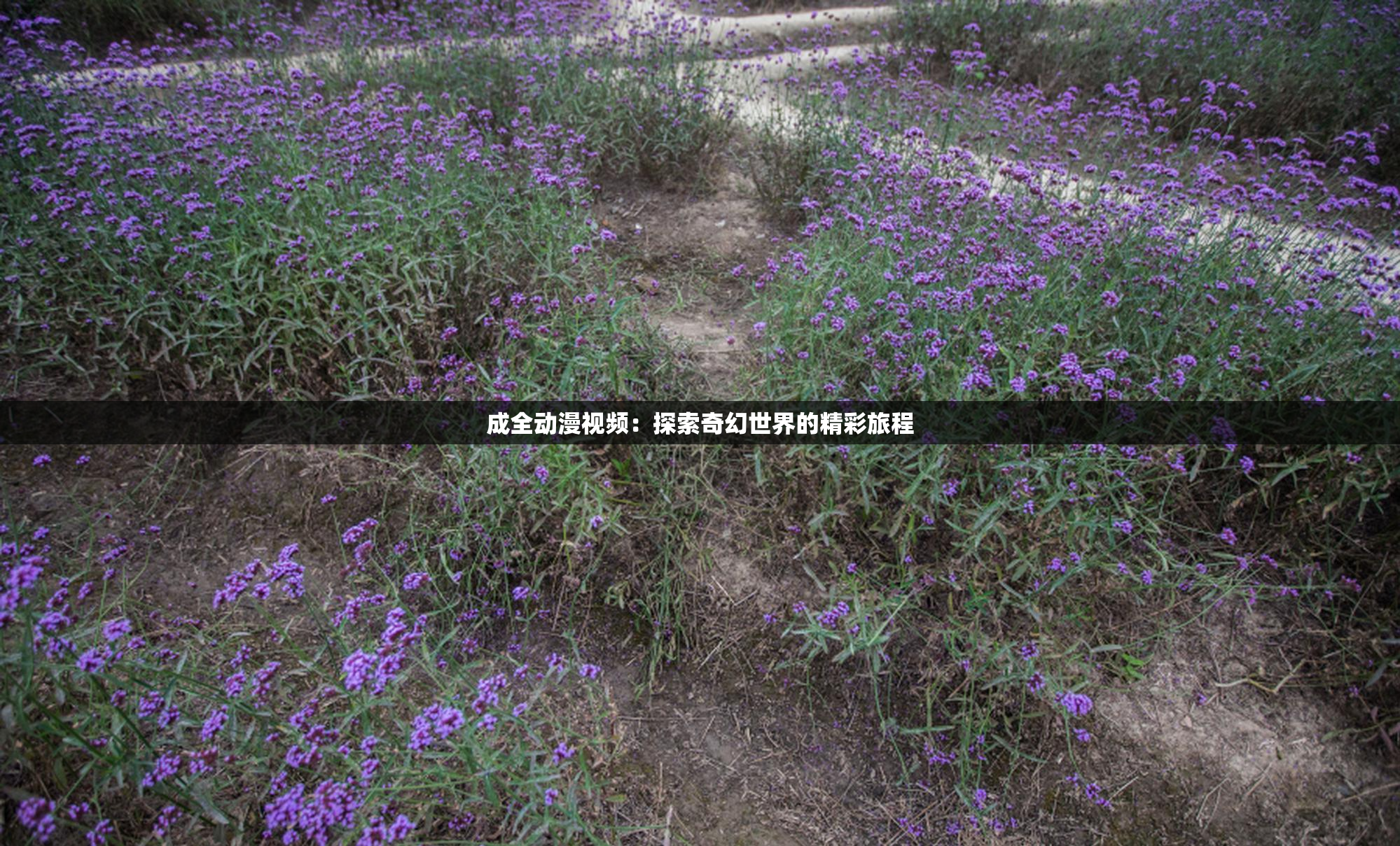 成全动漫视频：探索奇幻世界的精彩旅程