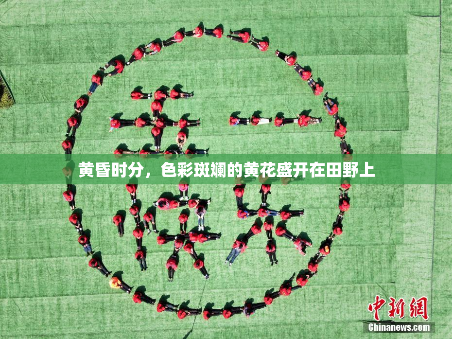 黄昏时分，色彩斑斓的黄花盛开在田野上