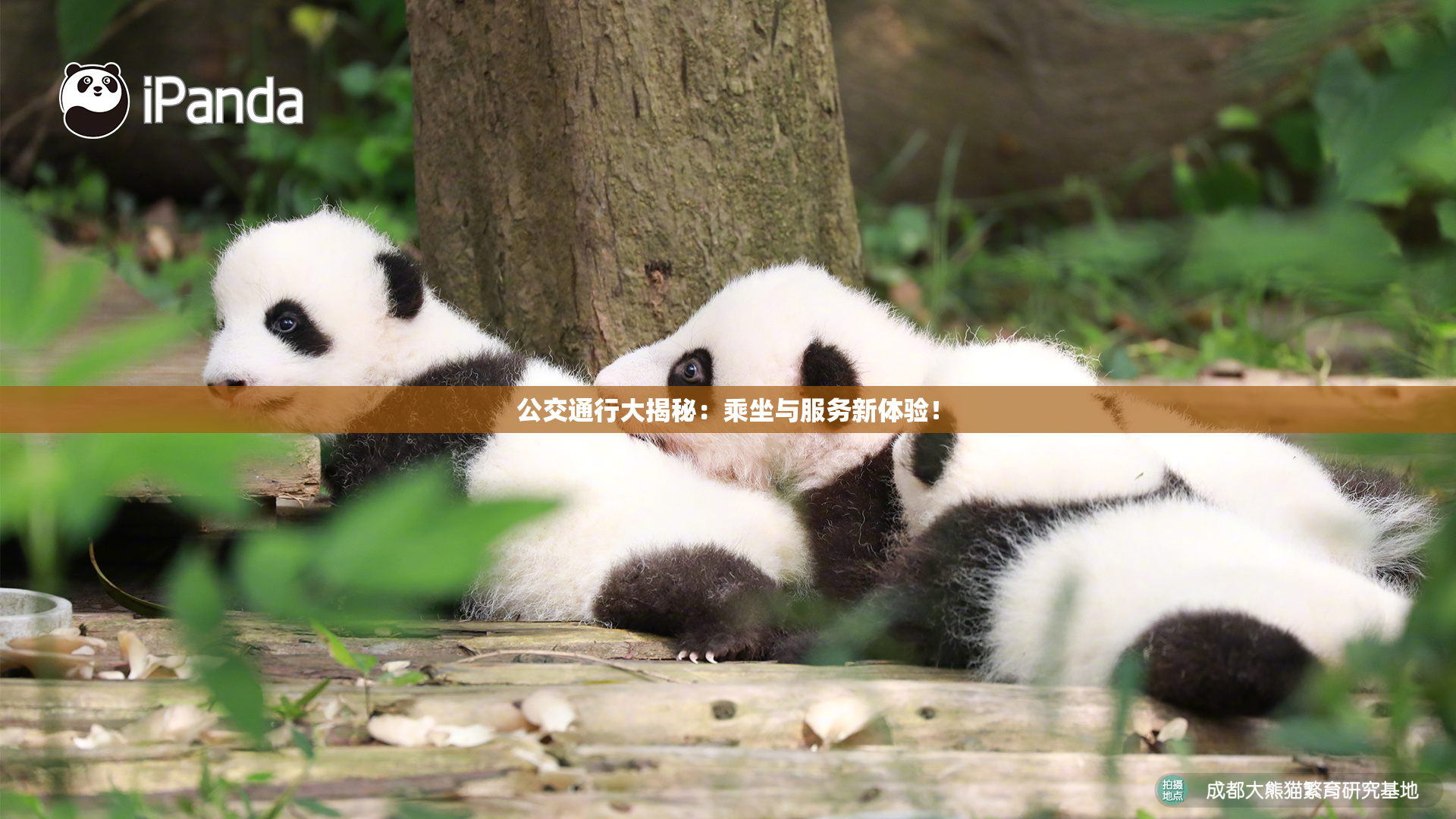 公交通行大揭秘：乘坐与服务新体验！