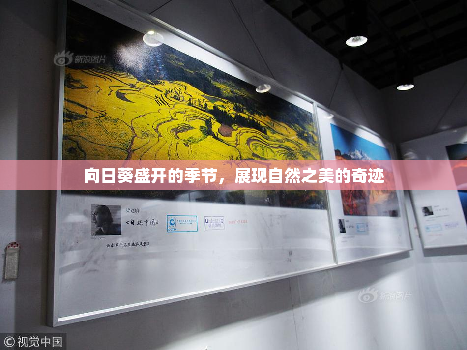向日葵盛开的季节，展现自然之美的奇迹