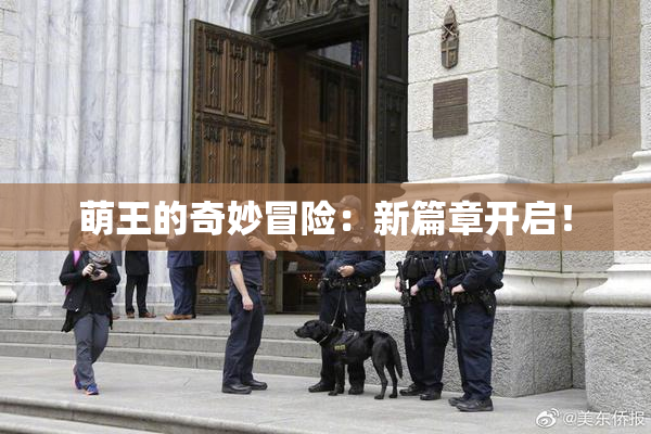 萌王的奇妙冒险：新篇章开启！