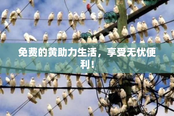 免费的黄助力生活，享受无忧便利！