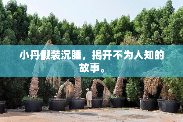 小丹假装沉睡，揭开不为人知的故事。