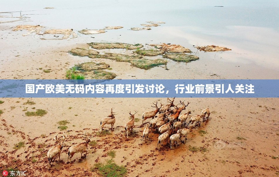 国产欧美无码内容再度引发讨论，行业前景引人关注