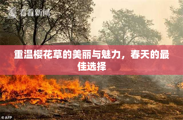 重温樱花草的美丽与魅力，春天的最佳选择