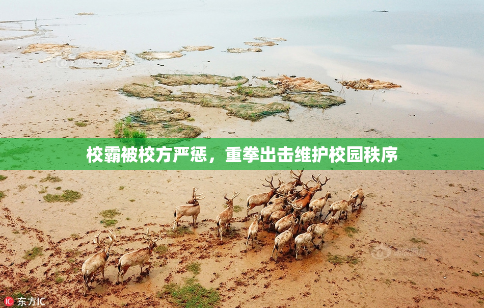 校霸被校方严惩，重拳出击维护校园秩序