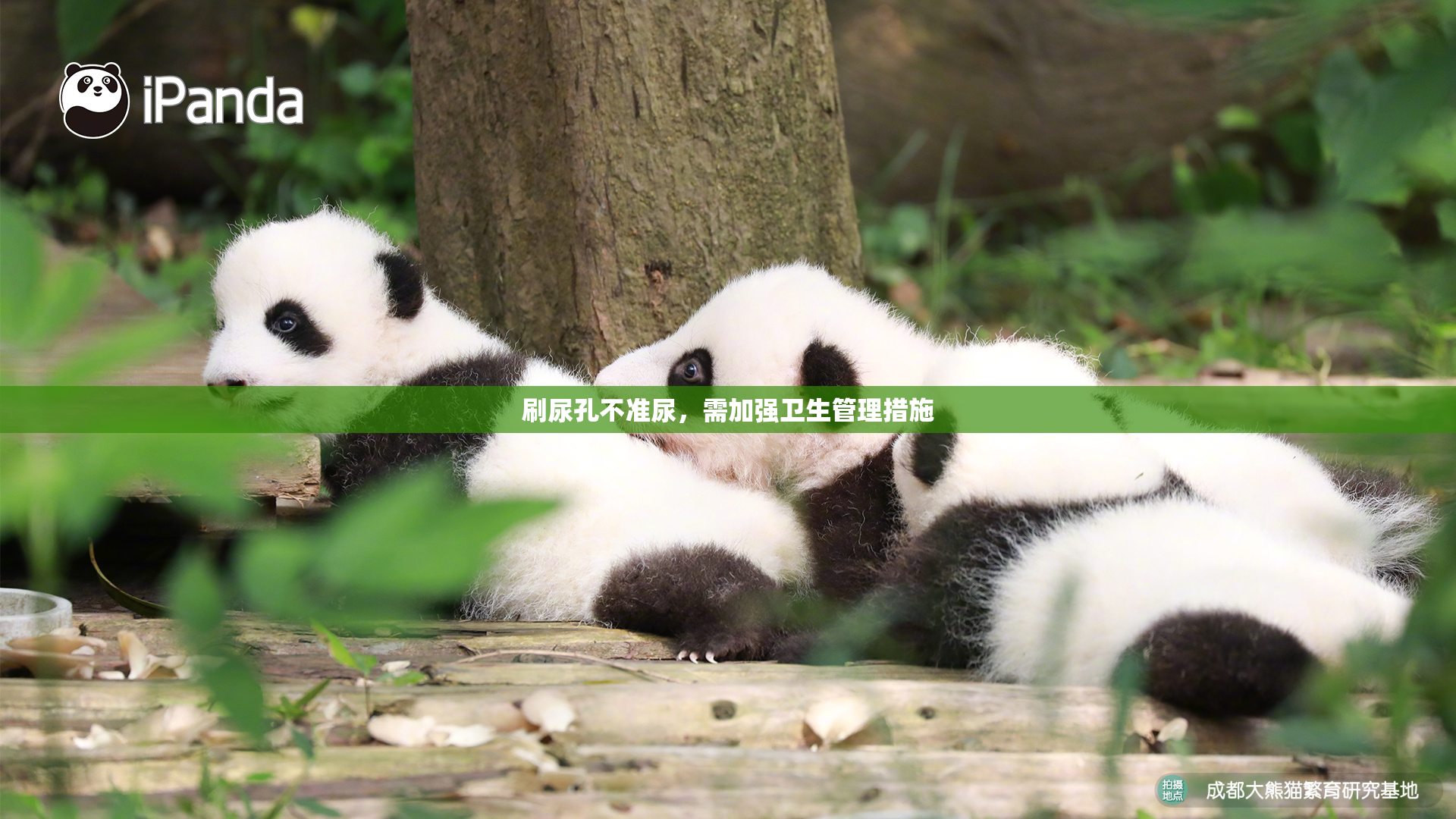 刷尿孔不准尿，需加强卫生管理措施