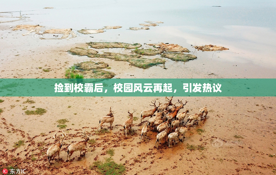 捡到校霸后，校园风云再起，引发热议