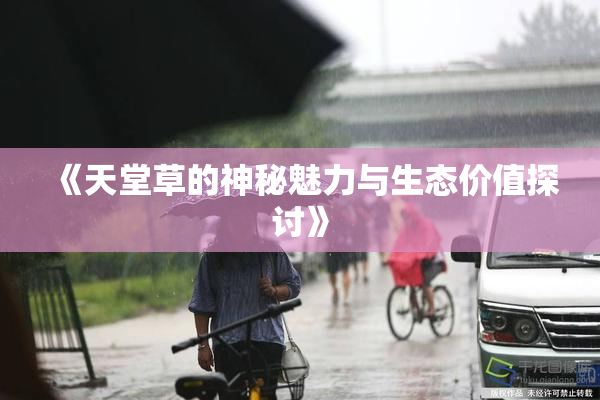 《天堂草的神秘魅力与生态价值探讨》