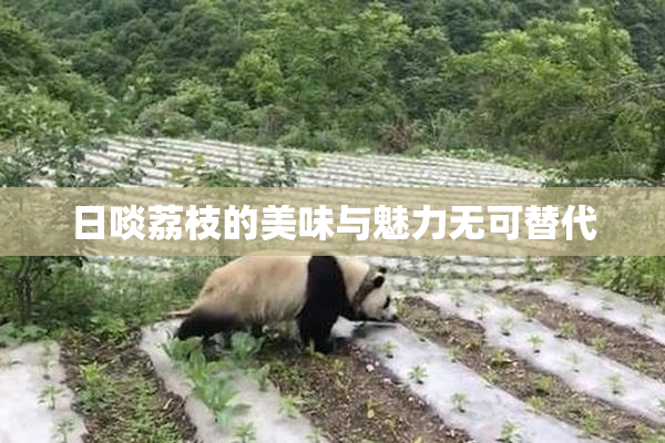 日啖荔枝的美味与魅力无可替代
