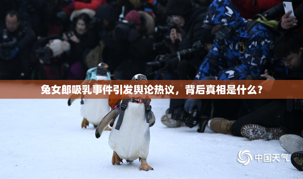 兔女郎吸乳事件引发舆论热议，背后真相是什么？