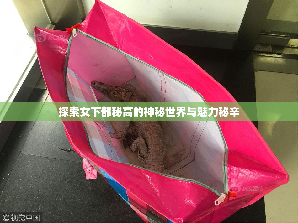 探索女下部秘高的神秘世界与魅力秘辛