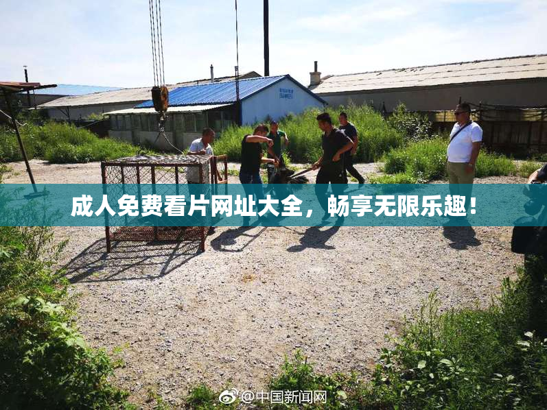 成人免费看片网址大全，畅享无限乐趣！