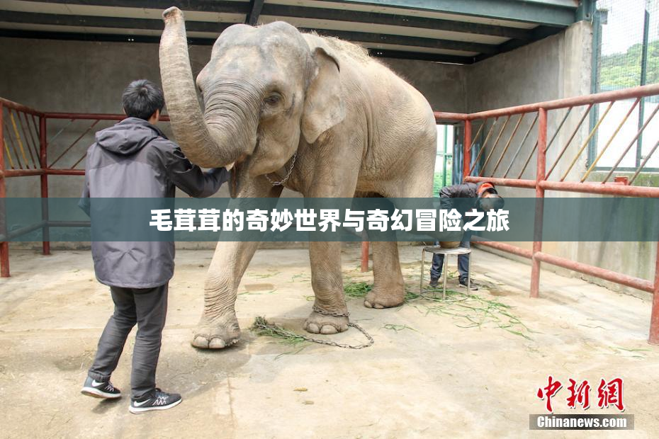 毛茸茸的奇妙世界与奇幻冒险之旅
