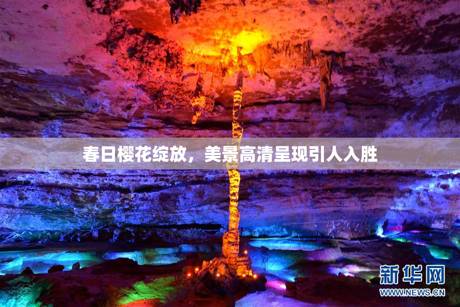 春日樱花绽放，美景高清呈现引人入胜