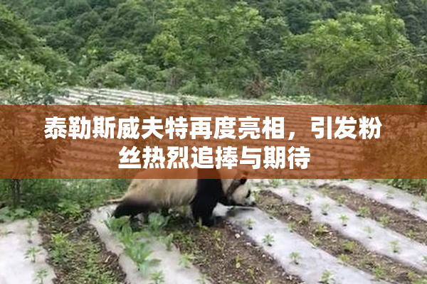 泰勒斯威夫特再度亮相，引发粉丝热烈追捧与期待