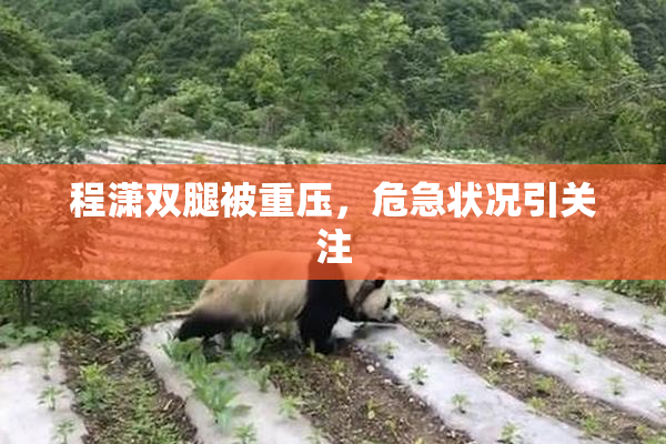 程潇双腿被重压，危急状况引关注
