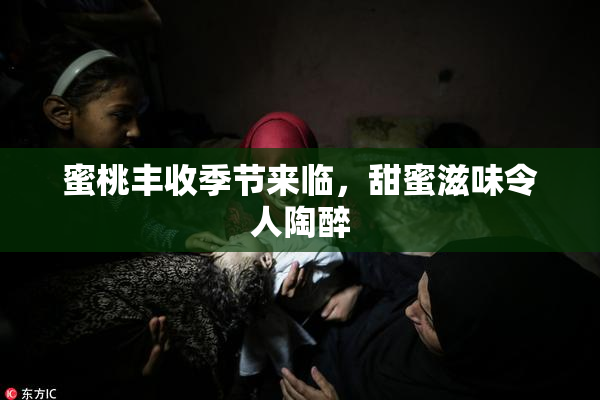 蜜桃丰收季节来临，甜蜜滋味令人陶醉
