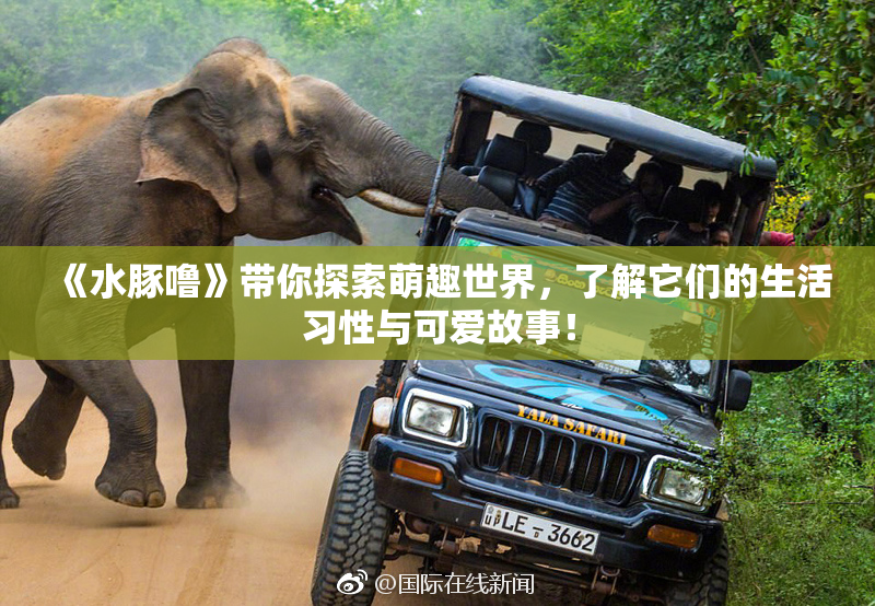 《水豚噜》带你探索萌趣世界，了解它们的生活习性与可爱故事！