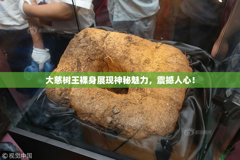大慈树王裸身展现神秘魅力，震撼人心！