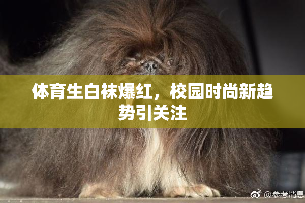 体育生白袜爆红，校园时尚新趋势引关注