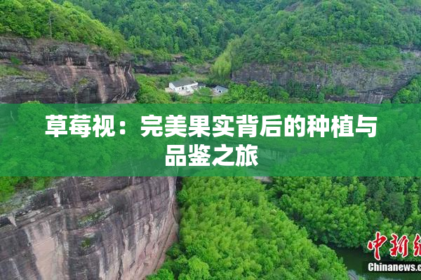 草莓视：完美果实背后的种植与品鉴之旅