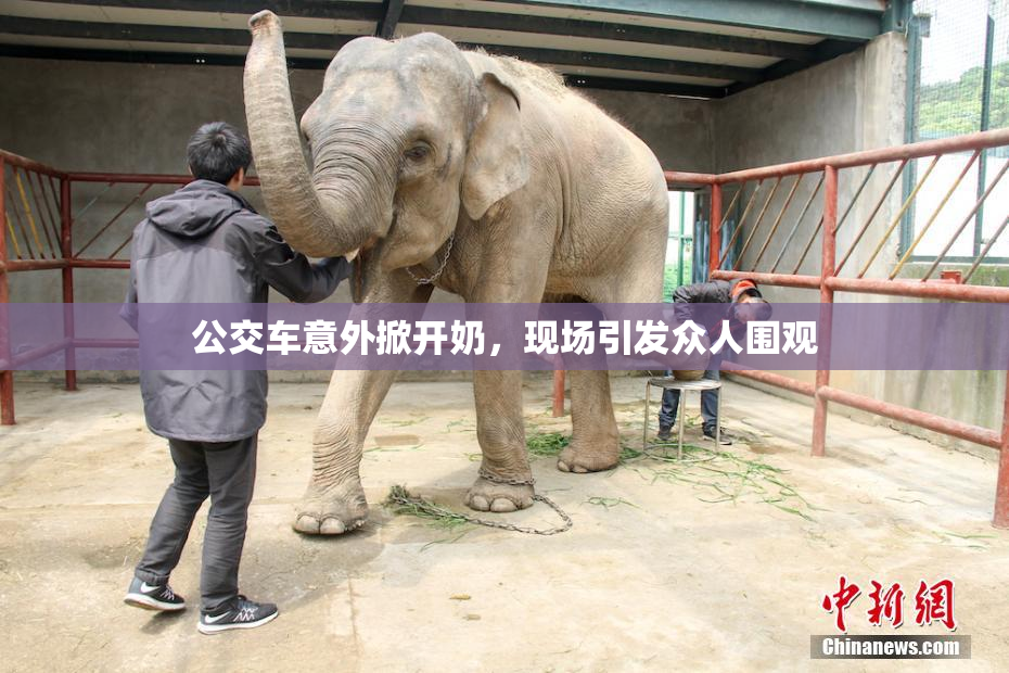 公交车意外掀开奶，现场引发众人围观