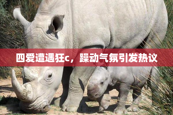 四爱遭遇狂c，躁动气氛引发热议