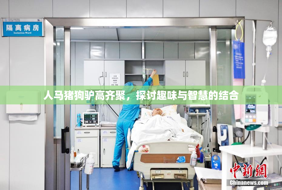 人马猪狗驴高齐聚，探讨趣味与智慧的结合