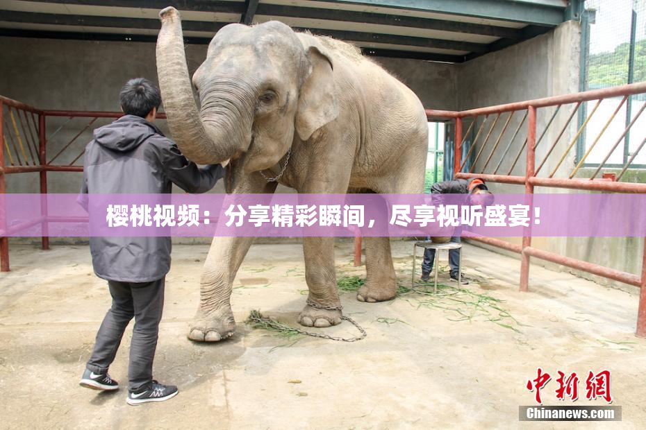 樱桃视频：分享精彩瞬间，尽享视听盛宴！