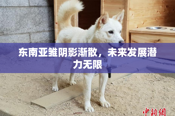 东南亚雏阴影渐散，未来发展潜力无限