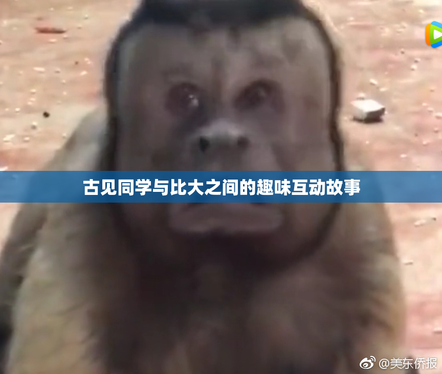 古见同学与比大之间的趣味互动故事
