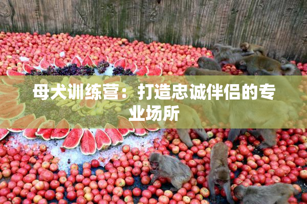母犬训练营：打造忠诚伴侣的专业场所